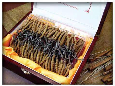 二道冬虫夏草回收